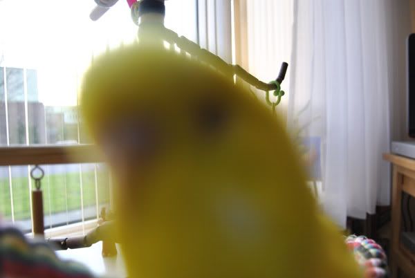 HALLO.jpg