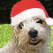 bobmuts-1.png