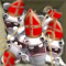 sintjes.png