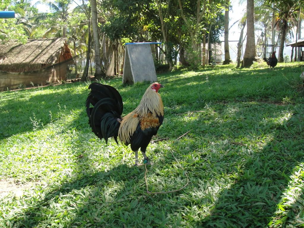 Bates Grey Gamefowl