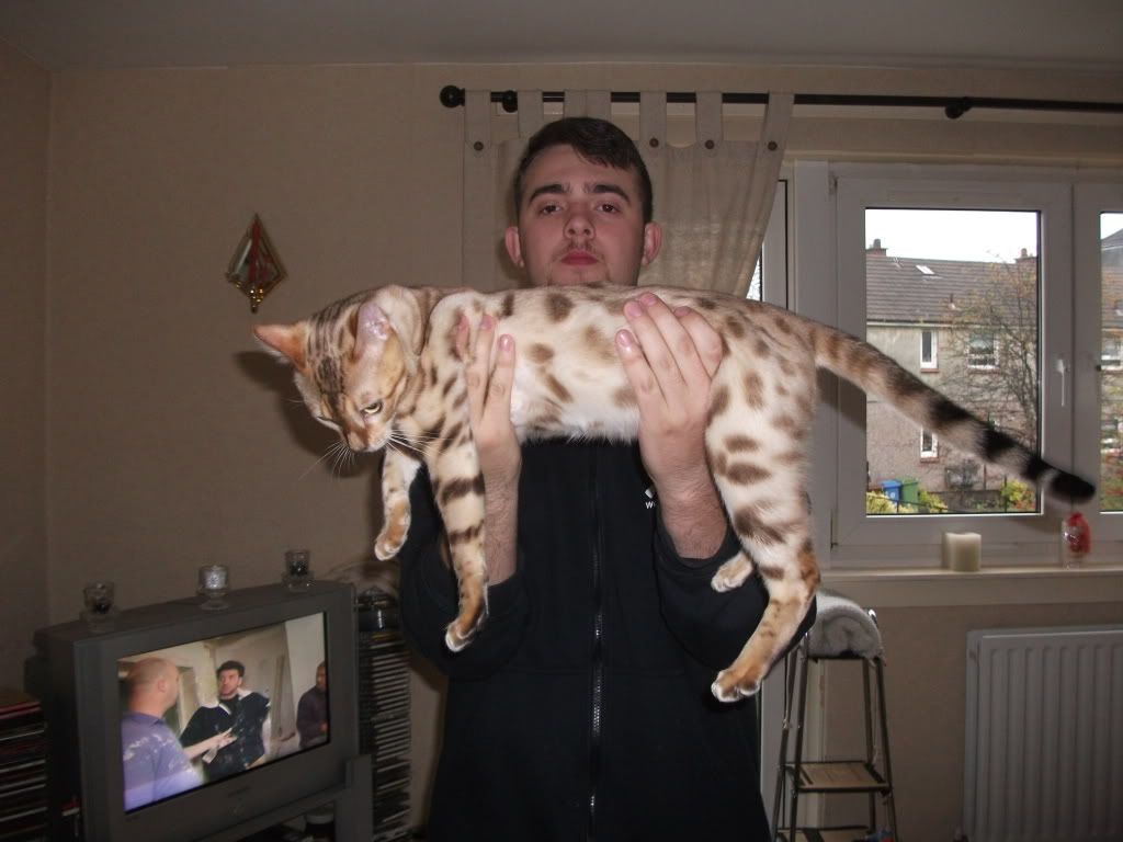 Bengal Cat Forums • View topic - normal size? Bengal Cat Forums • View topic - normal size?