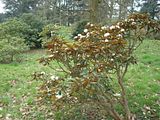 http://i1004.photobucket.com/albums/af165/guigui394/Chevreloup/th_arbchev2009-04-04Rhododendrontra-1.jpg