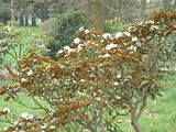 http://i1004.photobucket.com/albums/af165/guigui394/Chevreloup/th_arbchev2009-04-04Rhododendrontra-4.jpg